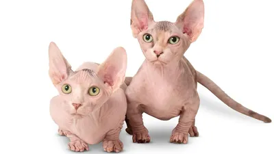Коротколапые коты манчкины - 54 фото