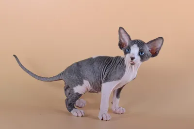 Коротколапые кошки: порода и фото |