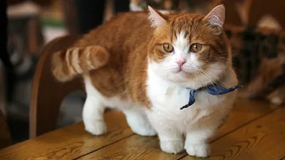 Манчкин кошка: фото, характер, описание породы