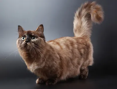 Манчкин - порода кошек с короткими лапами. | Пушистые друзья | Дзен