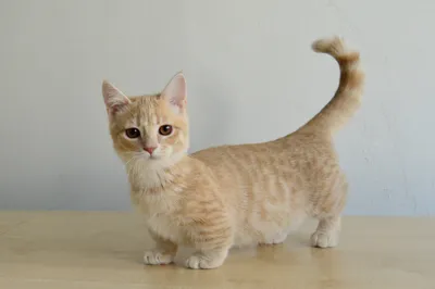 Кошки с короткими лапами: 9 пород с маленькими ножками