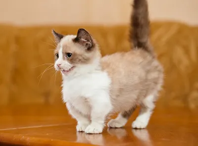 Манчкин: фото, характер, описание породы кошек манчкин | Блог зоомагазина  Zootovary.com