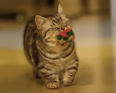 Котята Манчкин - Angel Kiss - питомник редких пород кошек