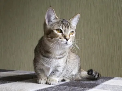 Манчкин: описание породы кошки, фото, характеристики, правила ухода и  содержания - Petstory