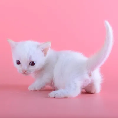 Манчкин - порода бесхвостых котов с короткими лапами» — создано в Шедевруме