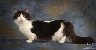Порода кошек-современная манчкин» — создано в Шедевруме