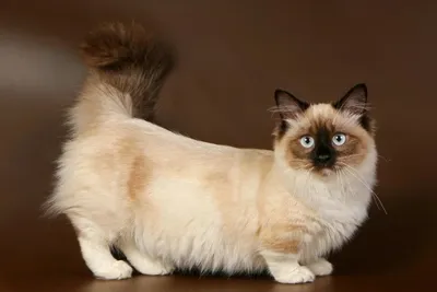 Коты с короткими лапками: 6 типов манчкина – описание и фото