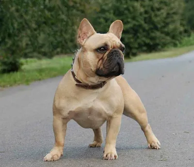 Гладкошерстные собаки: ТОП-40 короткошерстных пород для квартиры, больших,  средних, маленьких