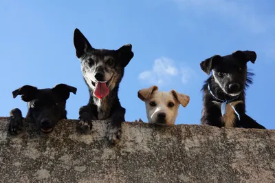 Короткошерстные собаки (45 лучших фото)