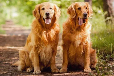 две короткошерстные собаки чихуахуа размерами сидят в деревянном домике,  улыбаясь и глядя в камеру Стоковое Изображение - изображение насчитывающей  глаза, чихуахуа: 228247067