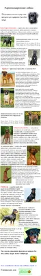Породы собак (даже короткошерстные), которых можно держать на улице круглый  год | gafki.ru | Дзен