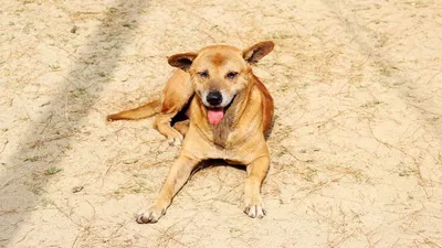 SOBAKI.PRO | Породы собак | Венгерская короткошерстная легавая | Фото 31346