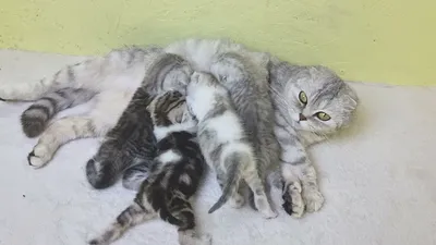 Mom cat feeds kittens but the kittens still fight for a place near the  cat's mother - YouTube