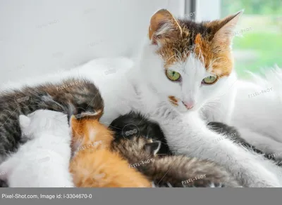 кошка кормит котят стоковое изображение. изображение насчитывающей молоко -  228501793