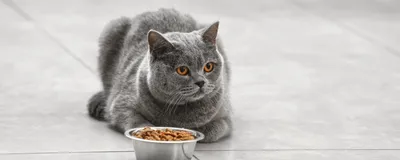 Чем корм для котят отличается от корма для взрослых кошек