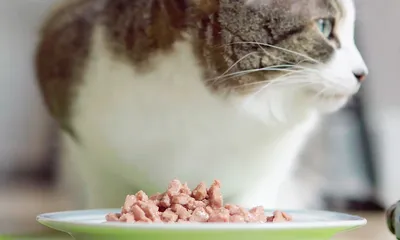 Кошка кормит котят» — создано в Шедевруме