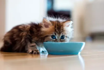 Сколько раз в день нужно кормить котенка - Petstory
