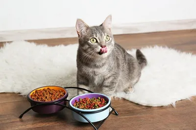 Чем кормить котенка британца? Лучшие корма для британцев от месяца