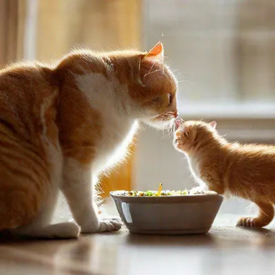 Чем кормить кота. Выбор рациона питания для кота и кошки.