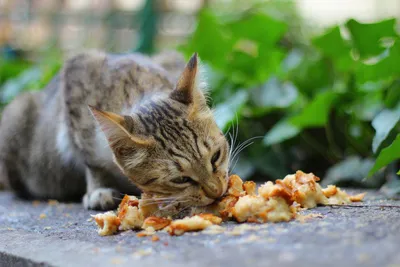 Кошка кормит котят» — создано в Шедевруме