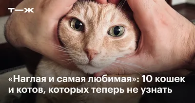 Чем кормить котенка в 1 месяц - Питомцы Mail.ru