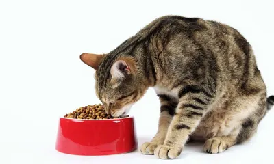 Можно ли кормить кошку сухим кормом 🐈, как делать это правильно