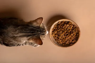 Как и чем кормить новорожденного котенка без кошки – советы ветеринара
