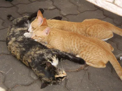 Кошка приняла и выкормила бельчат вместе со своими котятами | Пикабу