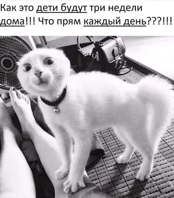 приколы собаки » uCrazy.ru - Источник Хорошего Настроения