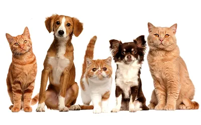 Картинки кошки и собаки раскраски - 77 фото
