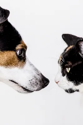 Кошки против собак 3: Лапы, объединяйтесь, 2020 — описание, интересные  факты — Кинопоиск