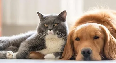 Кошки против собак | Пикабу