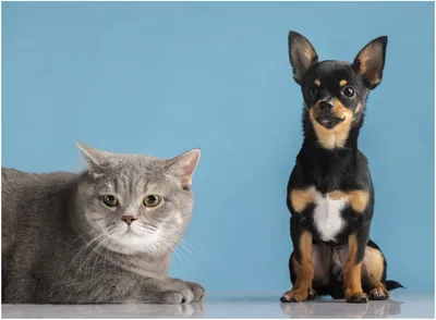 Кошки против собак 3: Лапы, объединяйтесь (2020): купить билет в кино |  расписание сеансов в Черлаке на портале о кино «Киноафиша»