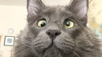Косоглазый кот стал звездой Сети и обзавелся своей линейкой одежды —  05.02.2020 — В мире, Lifestyle на РЕН ТВ