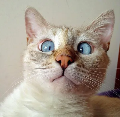 Котик с косыми глазами - 78 фото