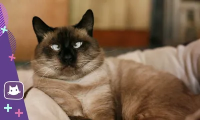 Косоглазый кот | Пикабу