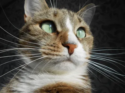 Косоглазый кот по кличке Икиру стал знаменитостью в Instagram: забавные  фото - Главком