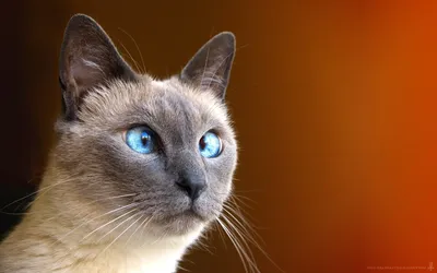 Косоглазие у кошек: почему оно возникает? Милые фото | Зверополис. Ольга  Шильцова | Дзен