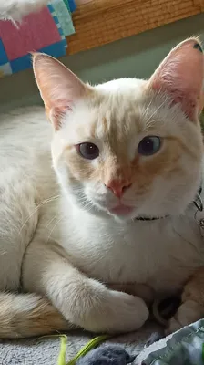 Косоглазый кот порода (30 фото) | Самые милые животные, Котята, Кот