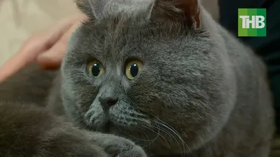 Косоглазый кот по имени Беларусь собирает деньги на благотворительность в  Калифорнии — фото / NV