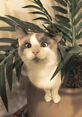 Косоглазый кот стал звездой Инстаграма и обзавелся своей линейкой одежды |  Екабу.ру - развлекательный портал