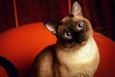Косоглазый кот стал новой звездой соцсетей - ФОТО