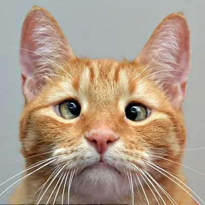 Косоглазый котенок, которого хозяин бросил умирать, стал звездой интернета  - KP.RU