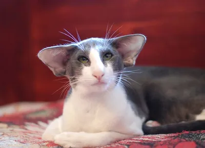 Косоглазая звезда Инстаграма: Самая популярная кошка планеты побила  очередной рекорд - KP.RU