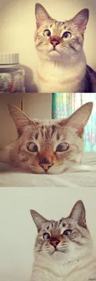 Косоглазая кошка Чумичка. | Пикабу