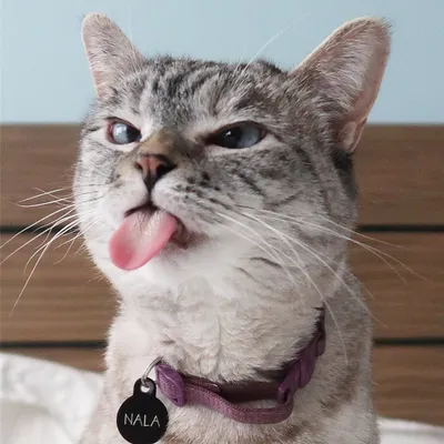 Смешной косоглазый слепой кот Стоковое Изображение - изображение  насчитывающей млекопитающее, кот: 70321925
