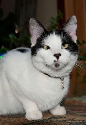 Милейшие косоглазые коты, чей изъян делает их уникальными | Filhotes de  gatos, Gatinhos, Animais bonitos