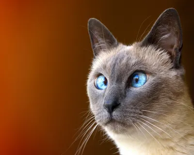 Ростовский кот Федя покоряет соцсети необычным взглядом | ТНВ - YouTube