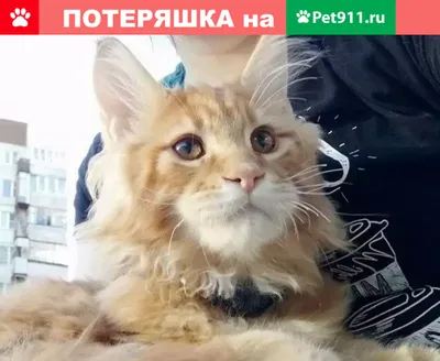 Спанглс - самый милый косоглазый кот в интернете - ЯПлакалъ