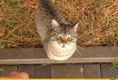 Сидеть кота коротких волос косой Стоковое Изображение - изображение  насчитывающей сидите, форма: 145184729